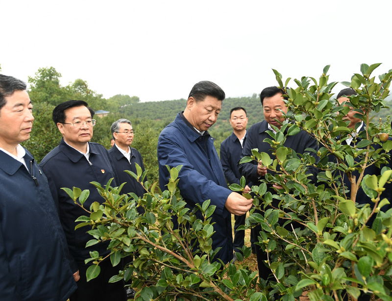 　　9月16日至18日，中共中央總書記、國家主席、中央軍委主席習近平在河南考察。這是17日上午，習近平來到信陽市光山縣槐店鄉(xiāng)司馬光油茶園，實地察看油茶樹種植和掛果情況。新華社記者 謝環(huán)馳 攝